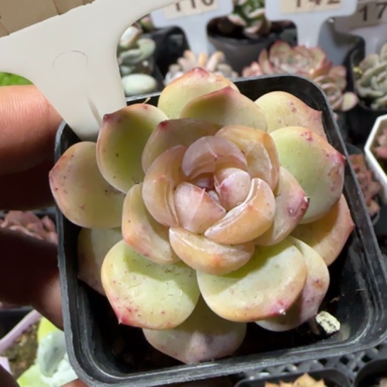 117新品一物一拍多肉