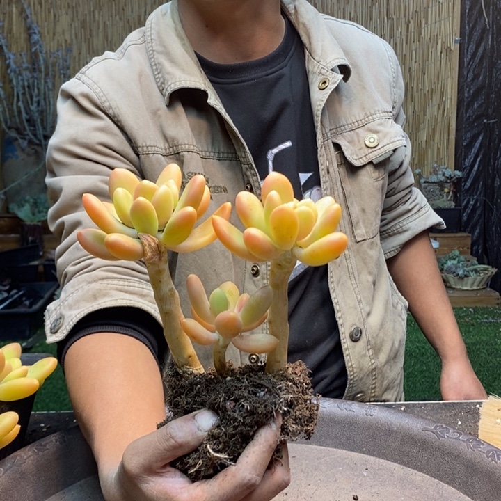 *****114 号金蝉多肉植物