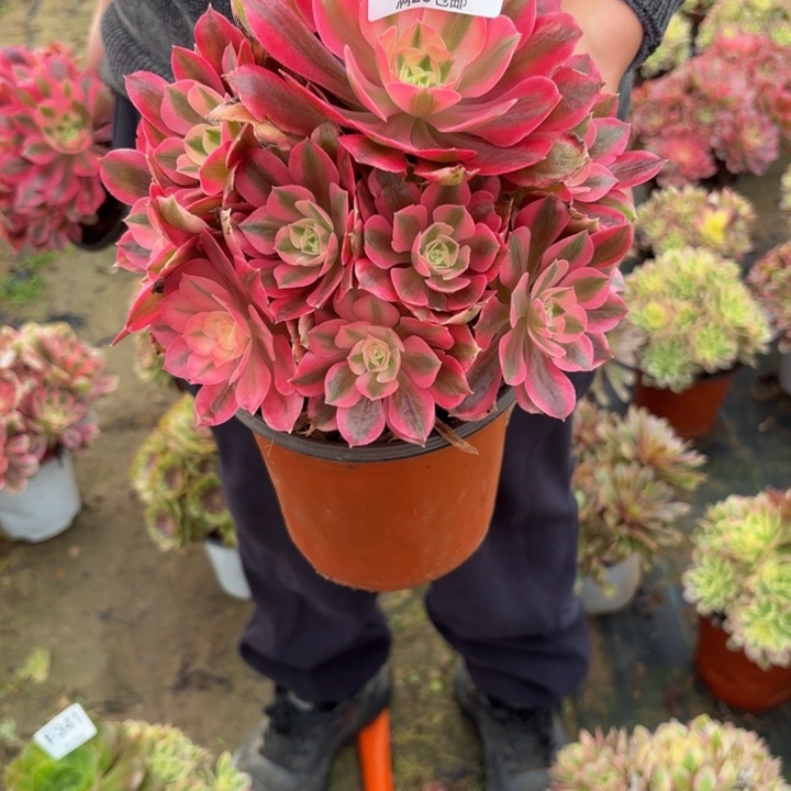 绣***女瑞妈，，，。。。。346女巫，