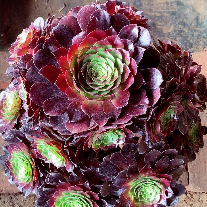 赤焰莲，多肉植物