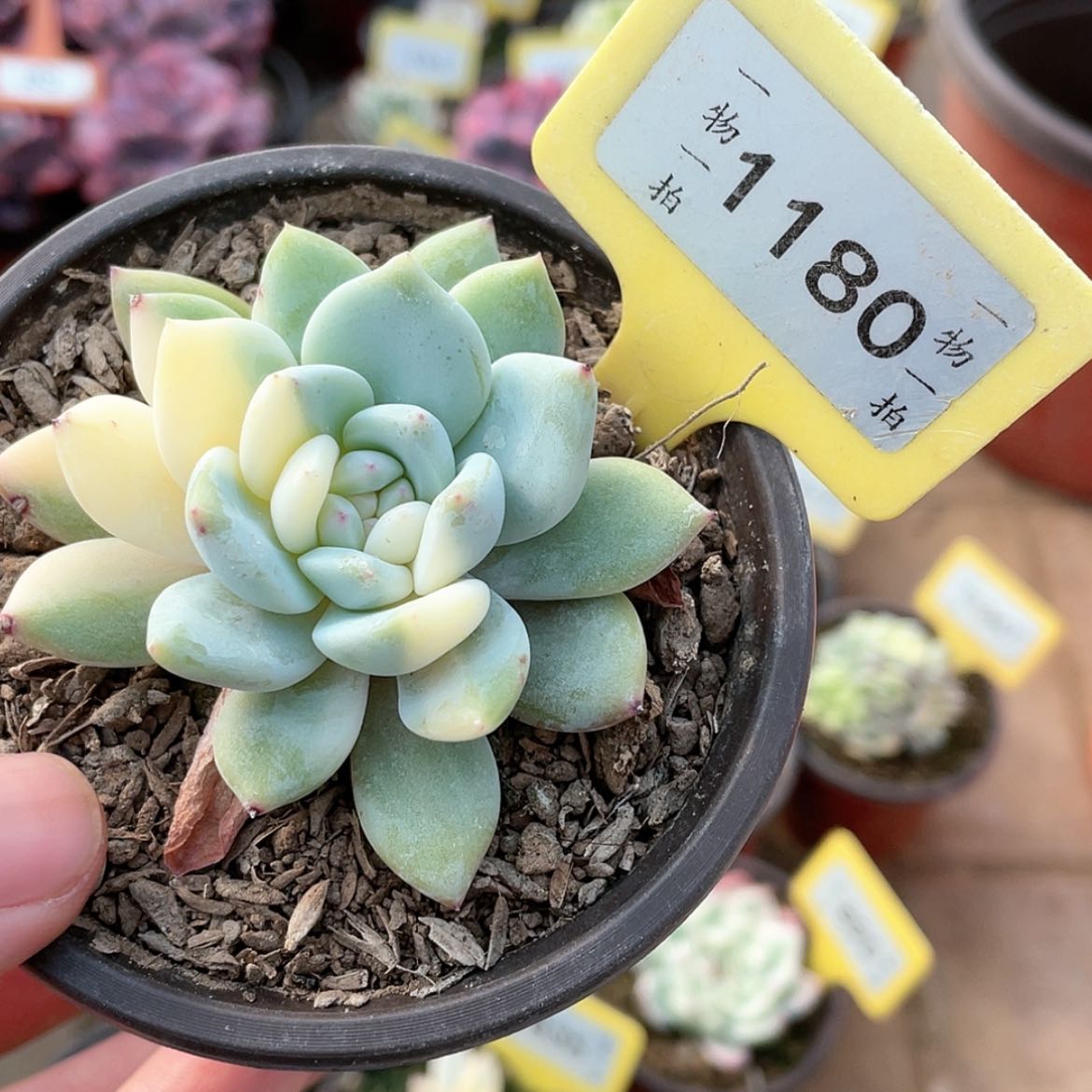 【闪购商品】1180号