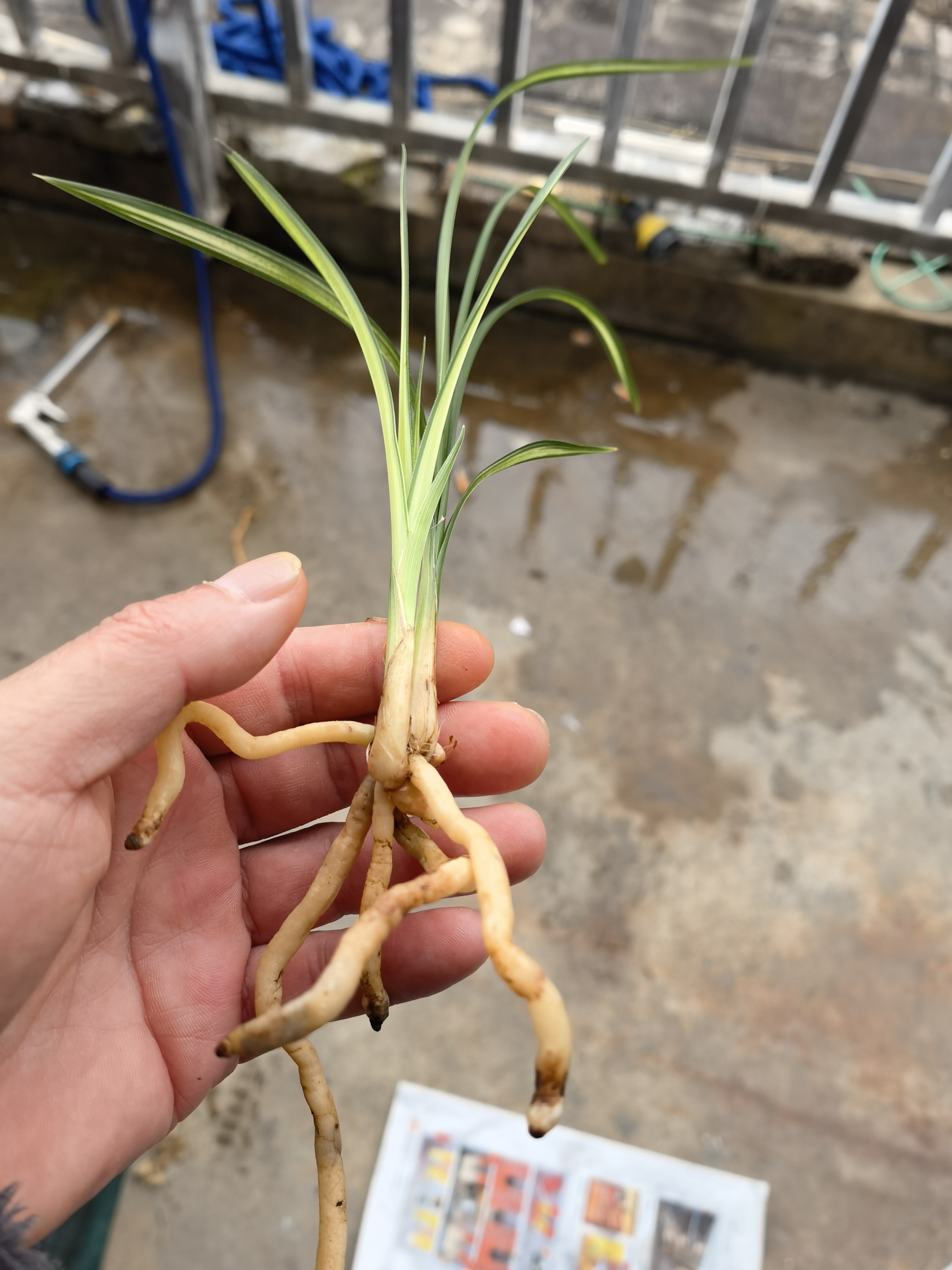 春剑斑中透 龙头子母苗