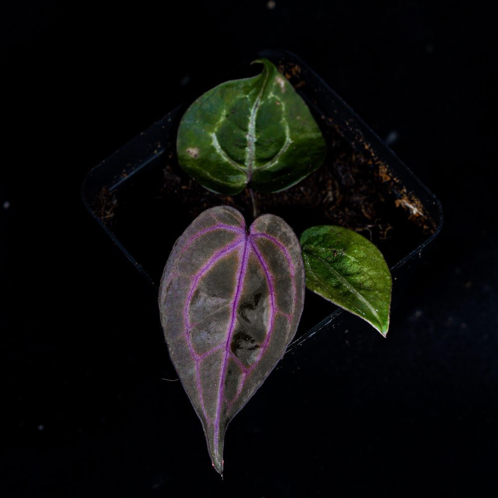 大茄紫花烛热植 参与满减