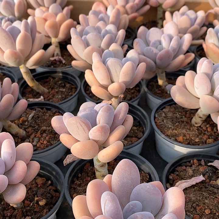 29桃美人福利多多 福利多多