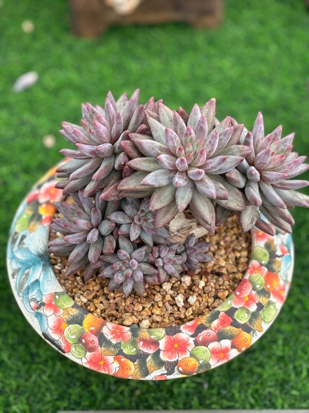 多肉植物一物一拍，正版虞美人，暗纹