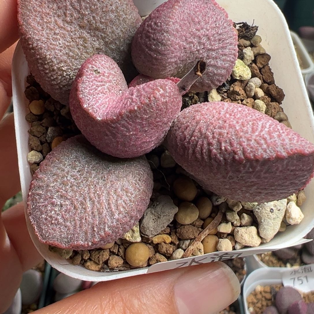 801花朵型一颗猪肝色