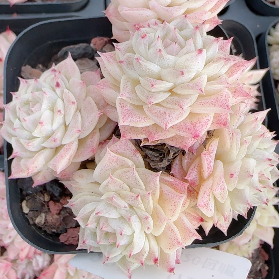 哎***何花语多肉0102-285魔仙散