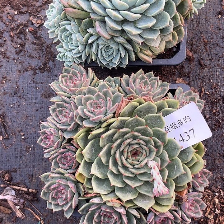 丽****1437两颗88888888888