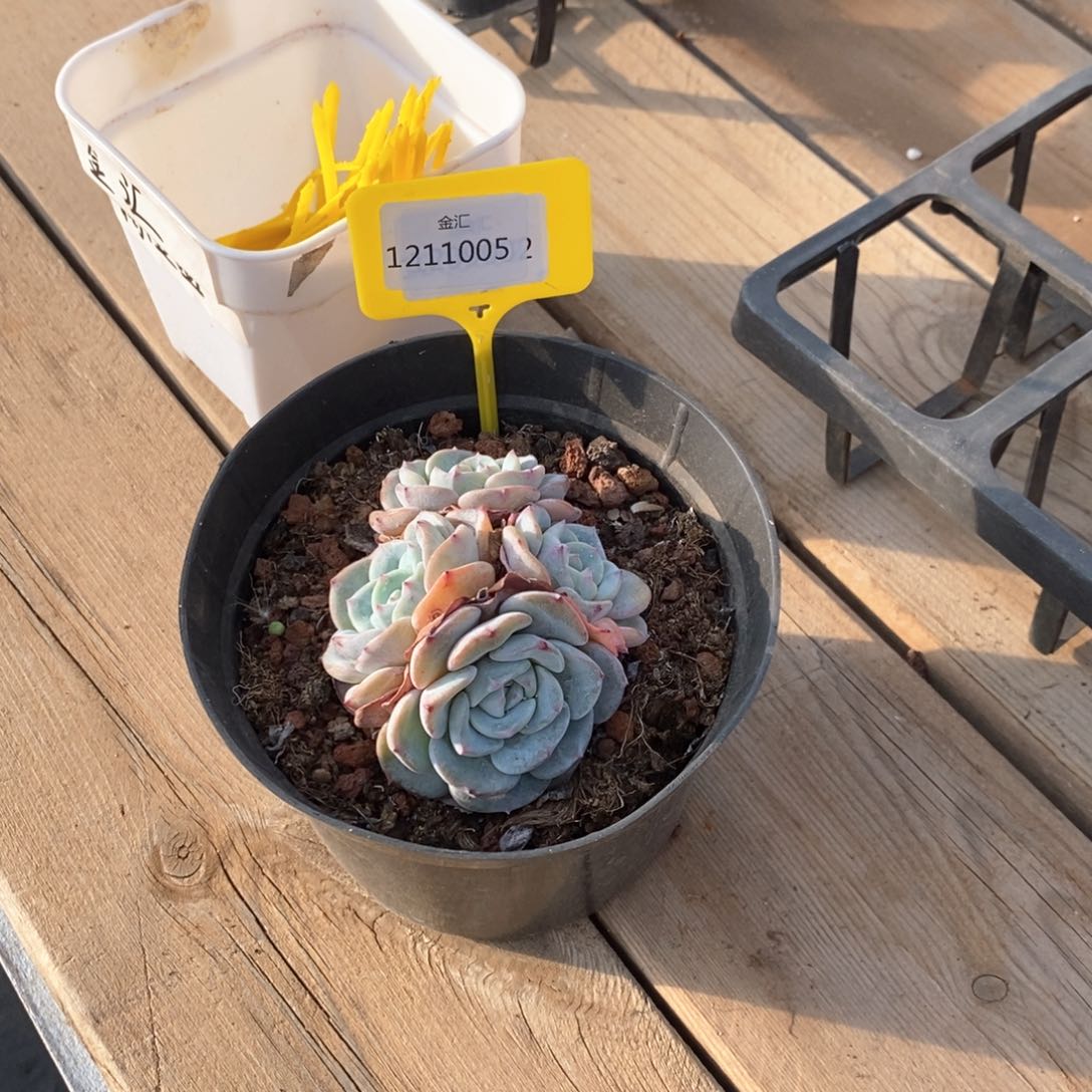 J***王1211005 勃朗峰群生 