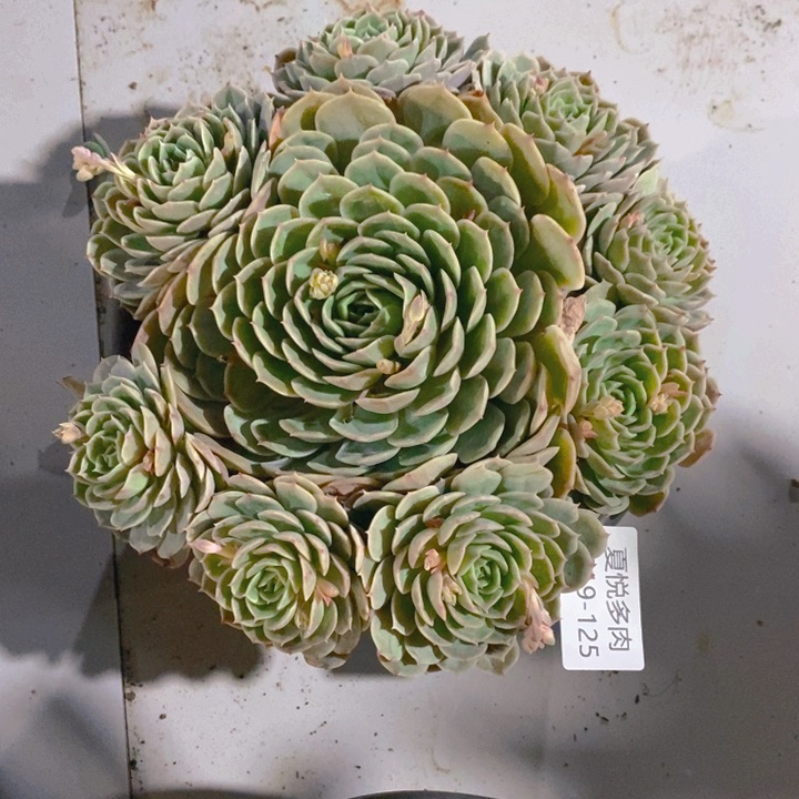 婧*儿夏悦多肉0219-125昂斯诺