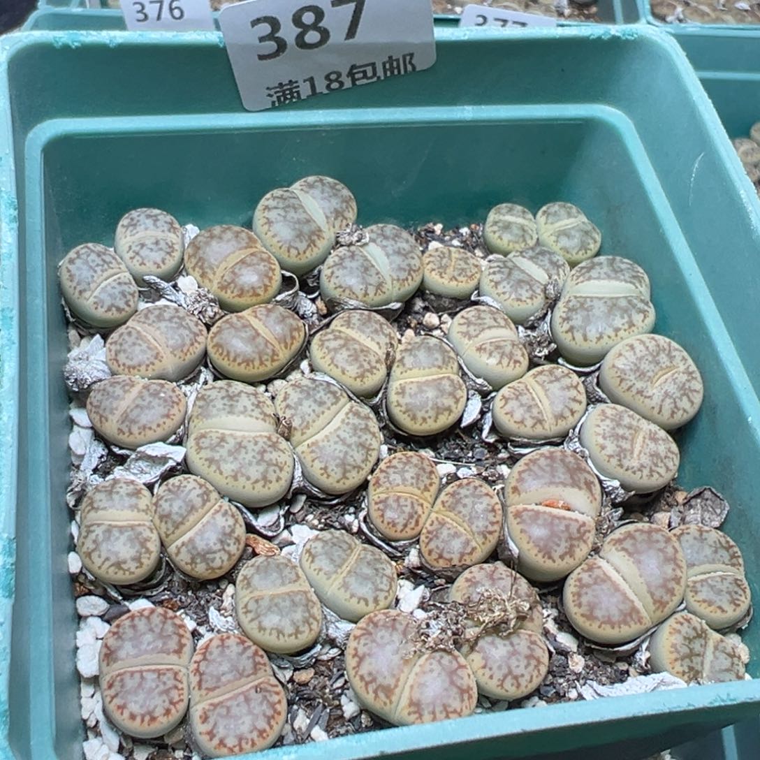 【闪购商品】 387。      