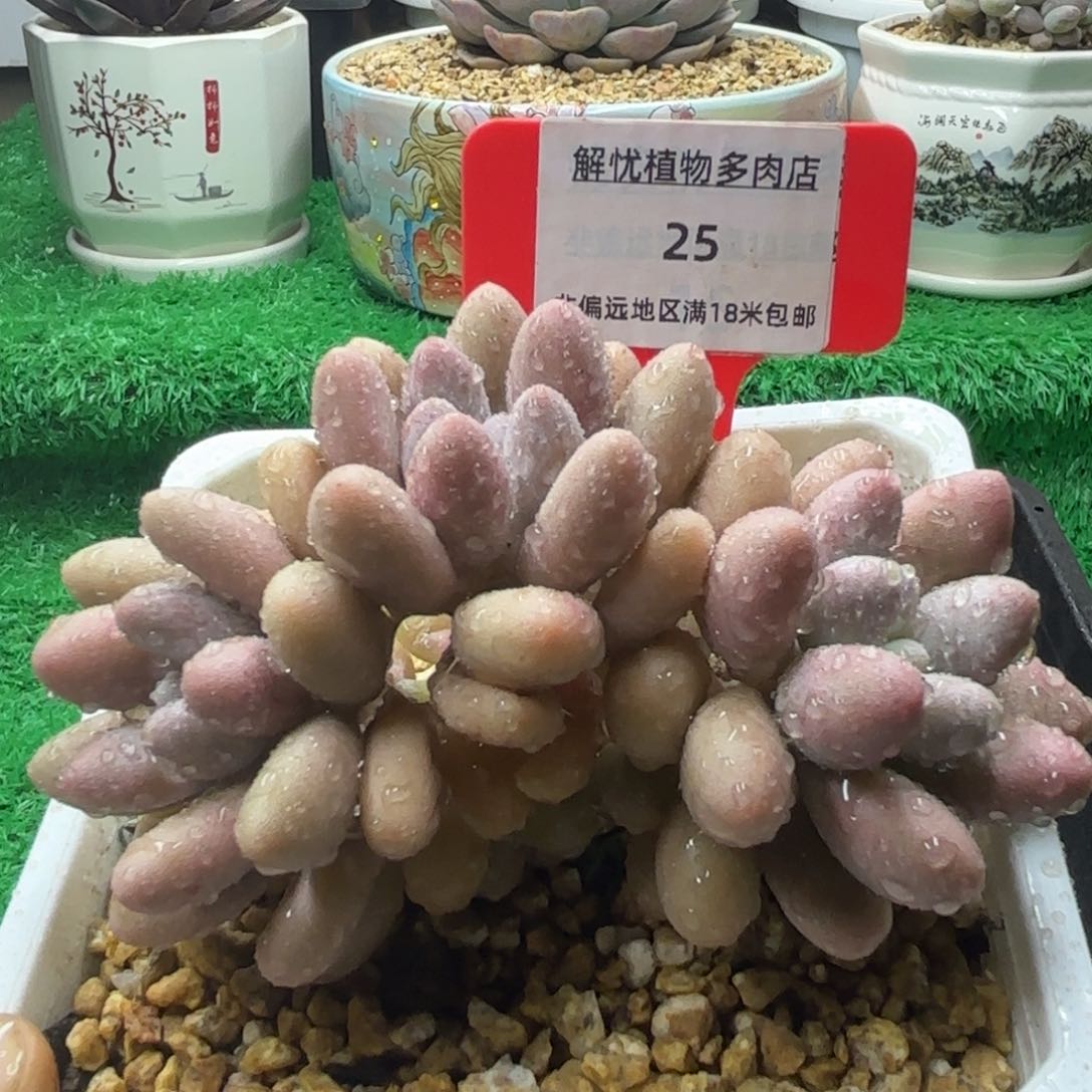 解忧多肉植物编号25
