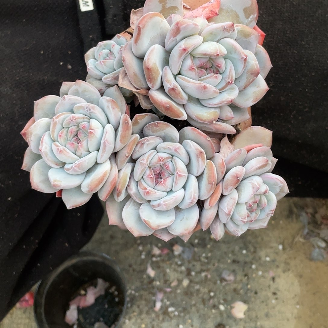 星影多头群8888老桩
