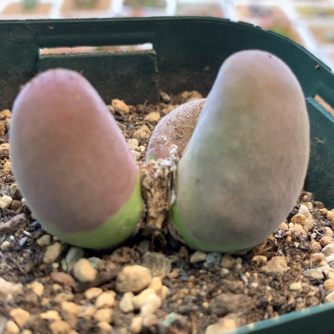 三头宝辉 肉锥植物