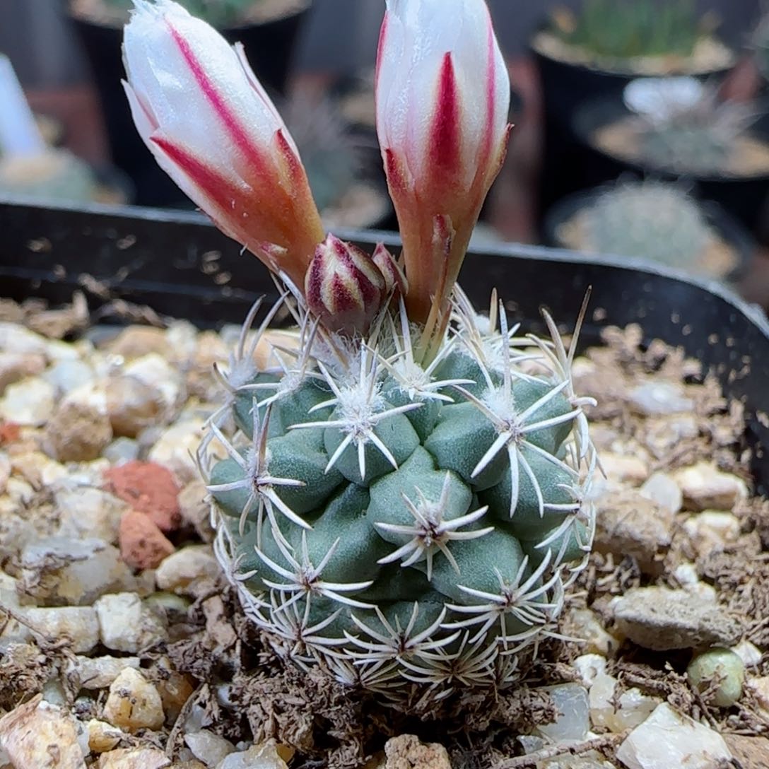 实生梳刺殿多肉000