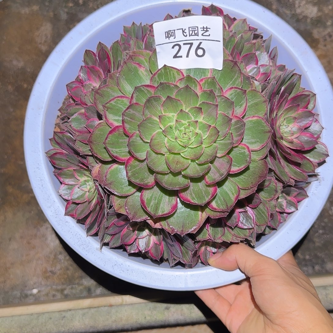 276多肉 莲花坐福利