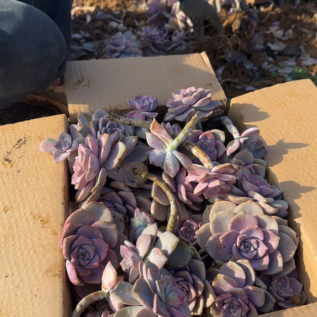 中号箱拍紫乐多肉轻微断肢不售后看好在拍