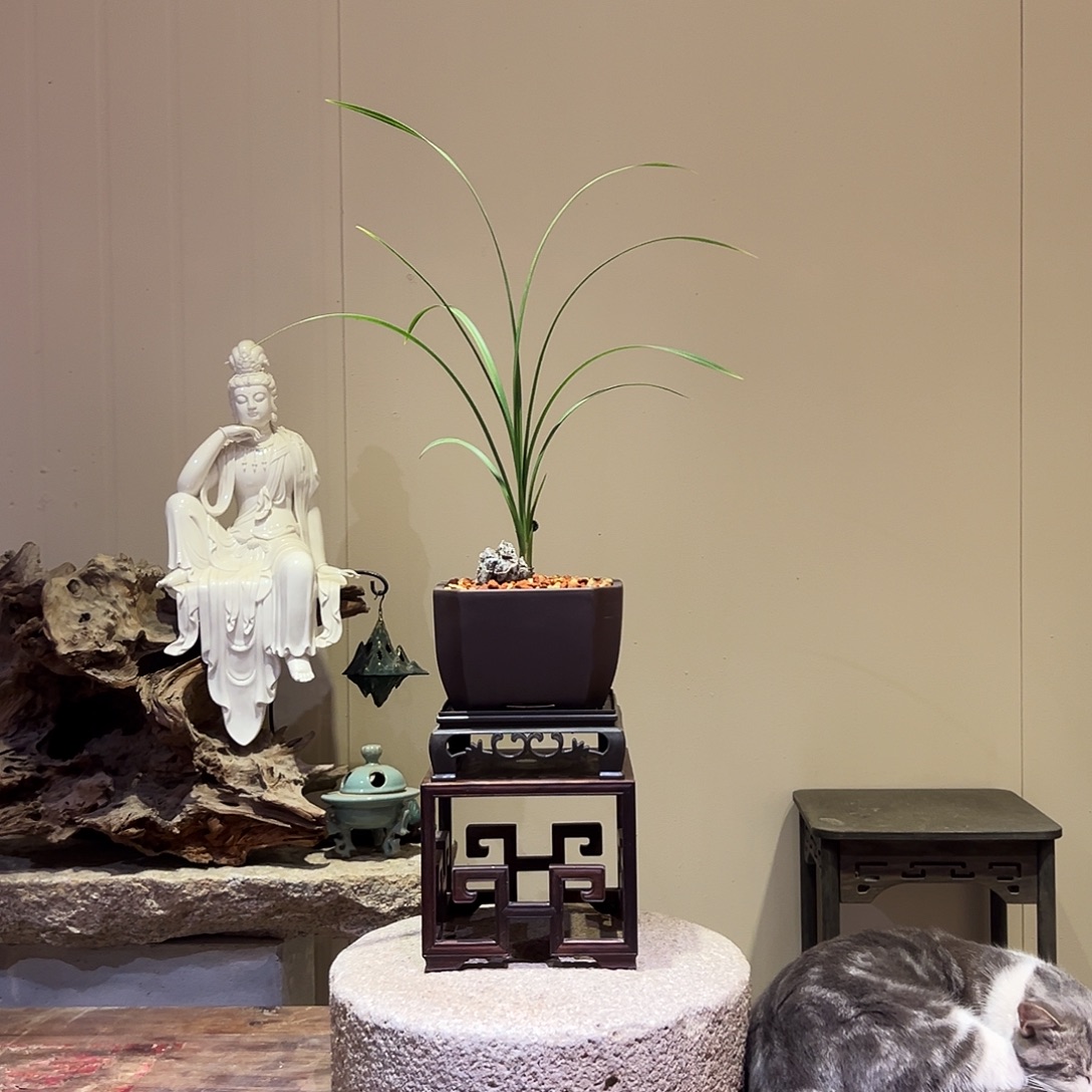 大部分花苞少量开放新津胭脂