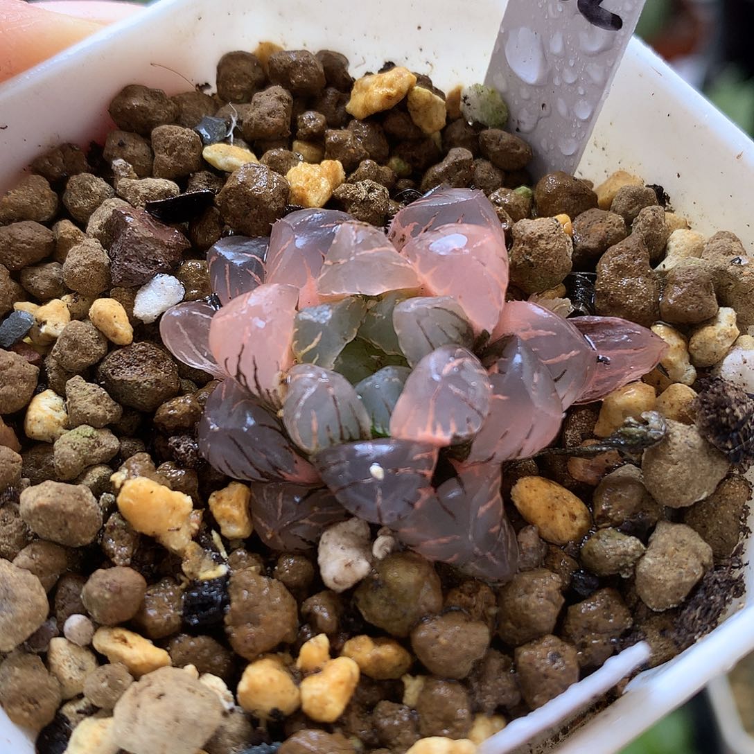 冰灯玉露锦带盆土发货ylj