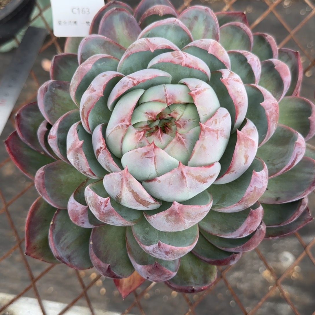 小***草C163内勾叶惊鸿   