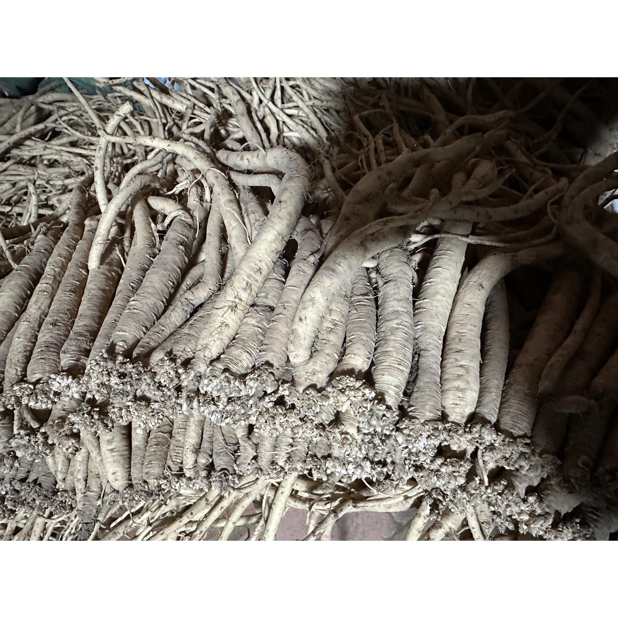 甘肃原产地新鲜党参可泡水煲汤炖肉