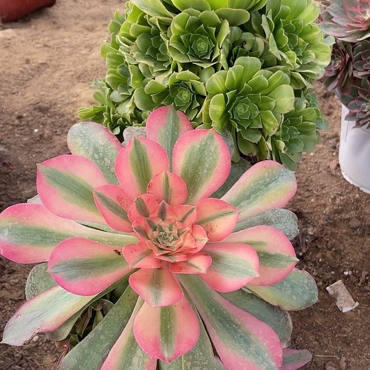 无花朵819组合无售后多肉植物