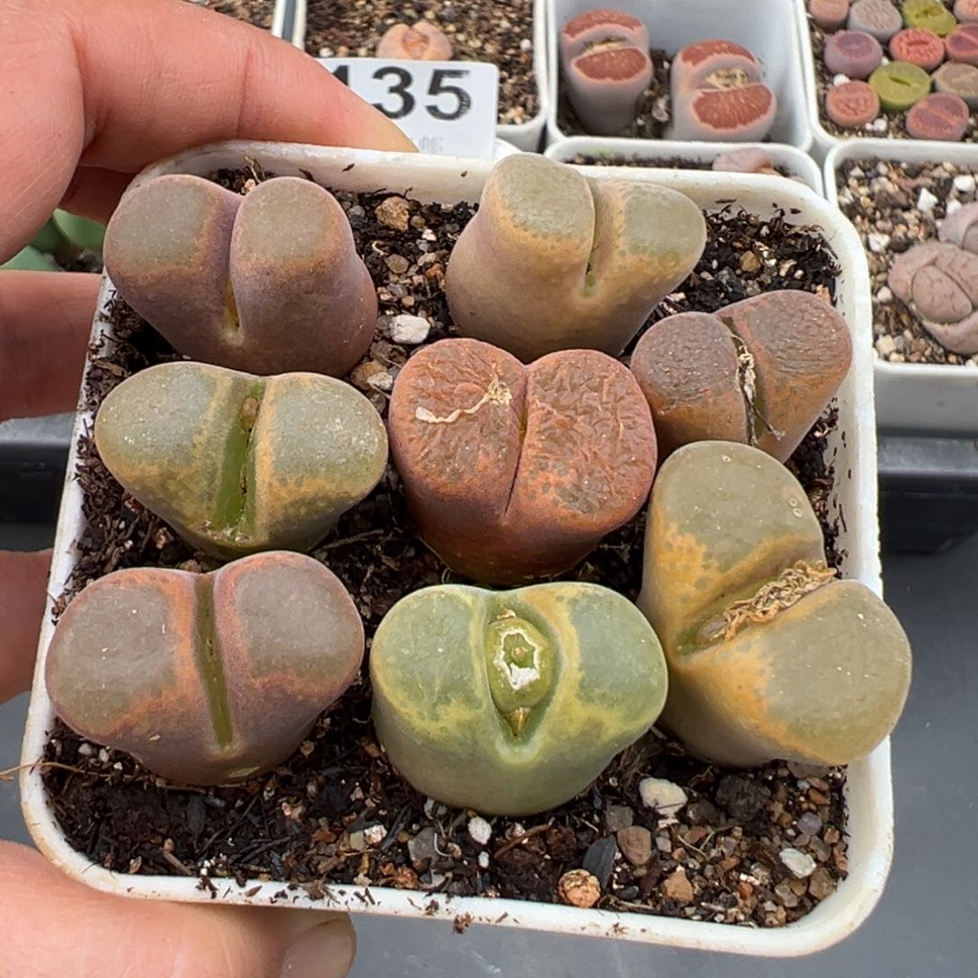 1.22好看的多肉168