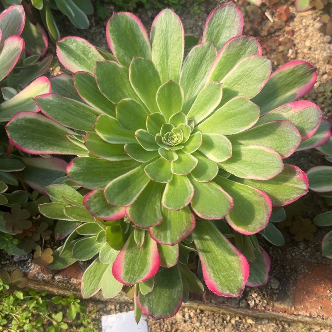 海王多肉植物手捧