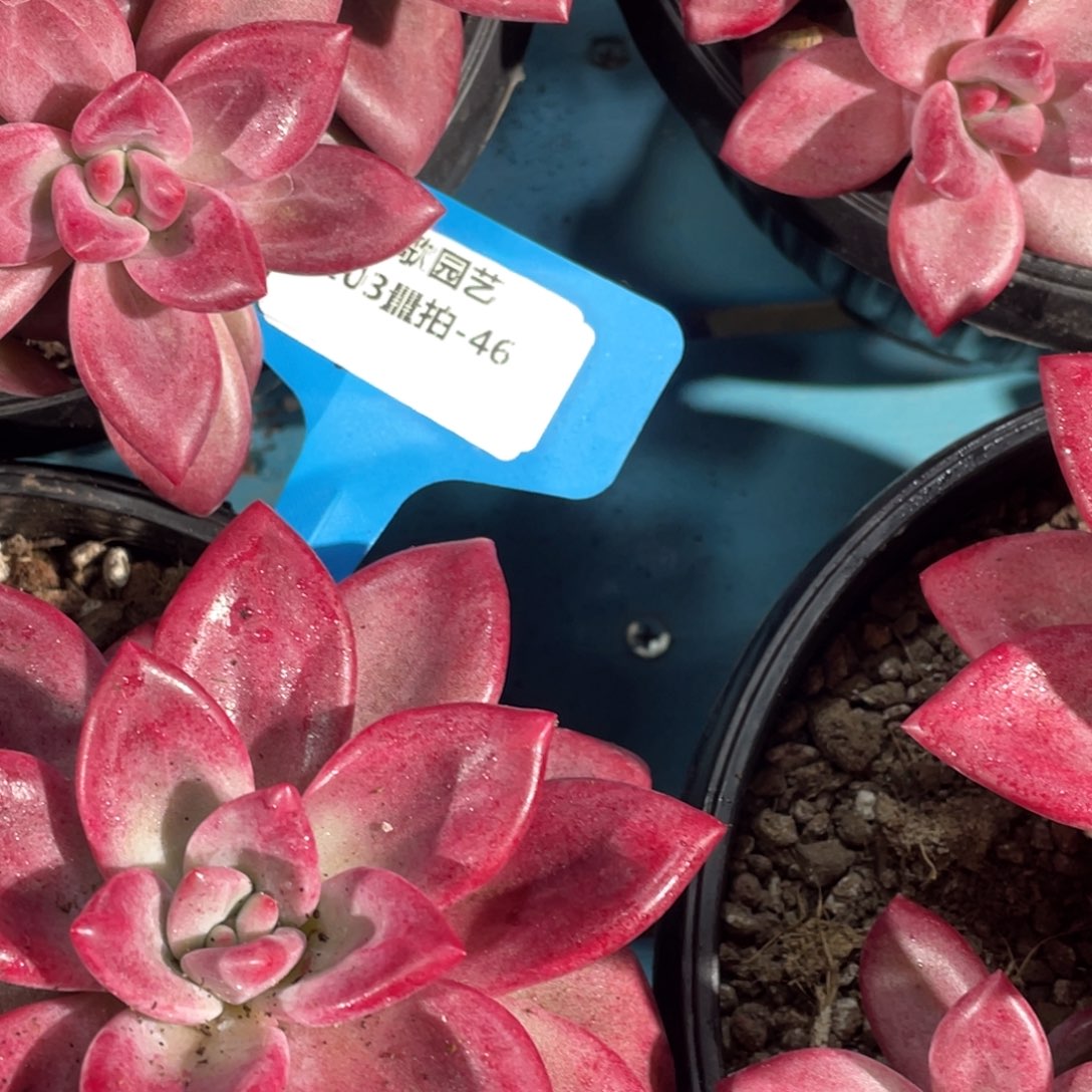 1203-46-超大母本老桩赫菲斯托一颗