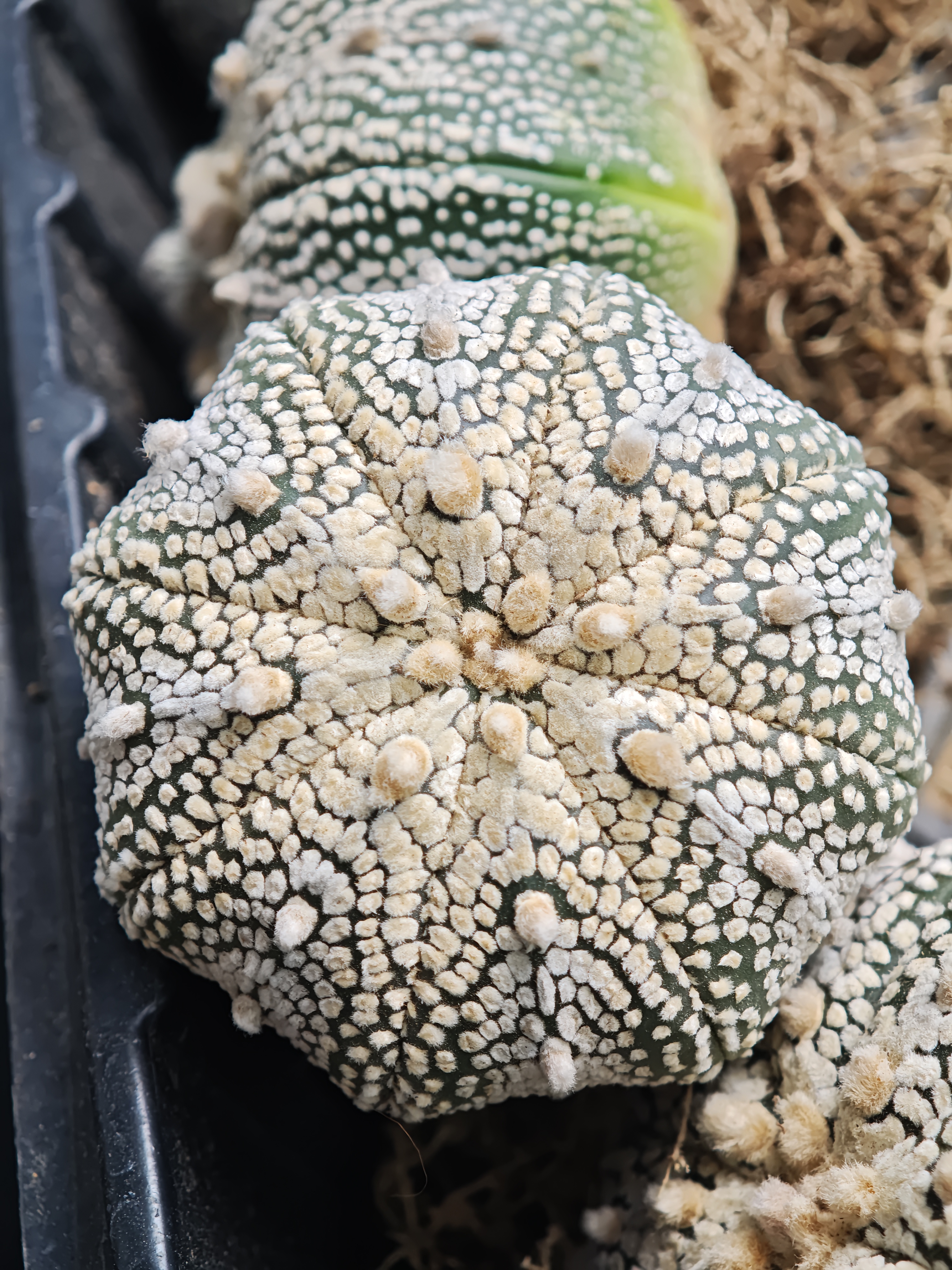 实生奇迹兜7厘米左右