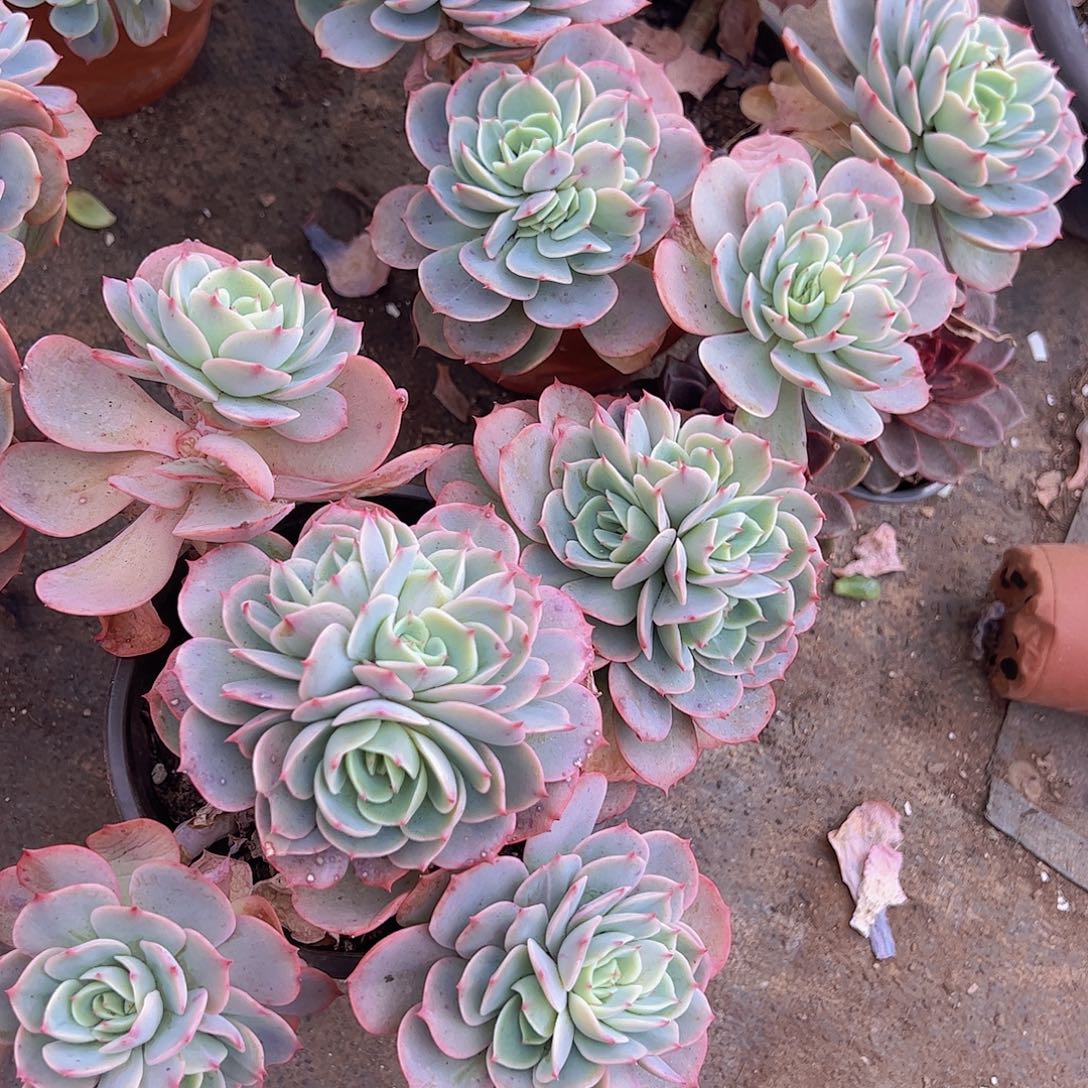 白雪公主多头群生精品