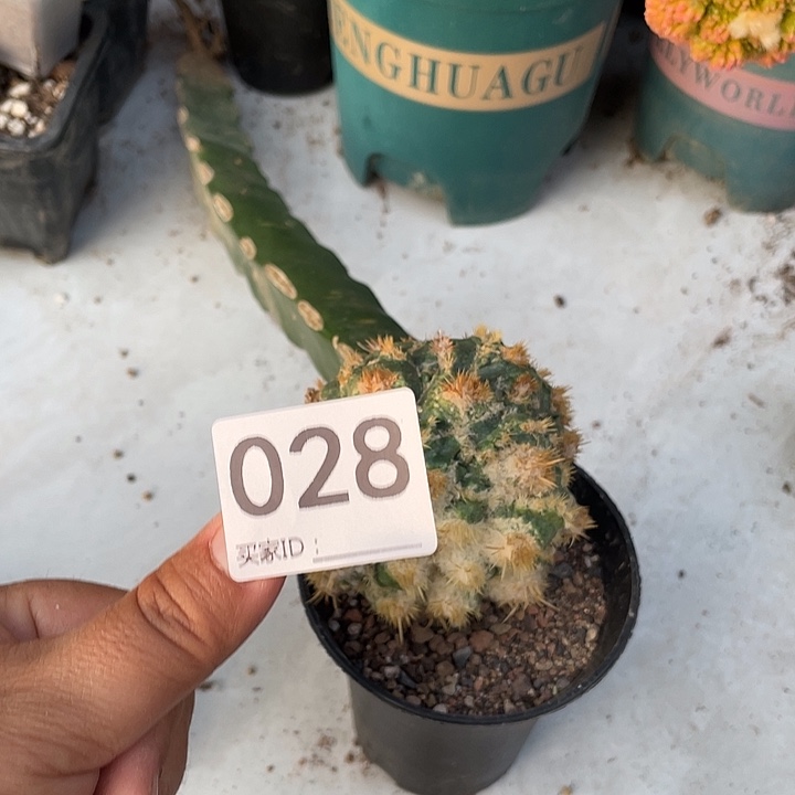 28号三脚架仙人球