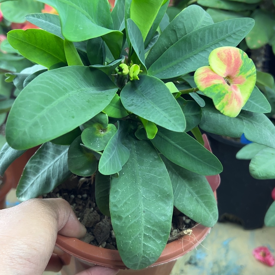 清***宁闪闪发光泰国大花虎刺梅