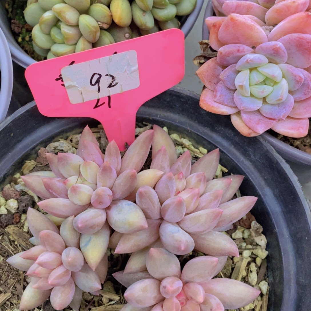 今天开心，精品多肉，一物一拍