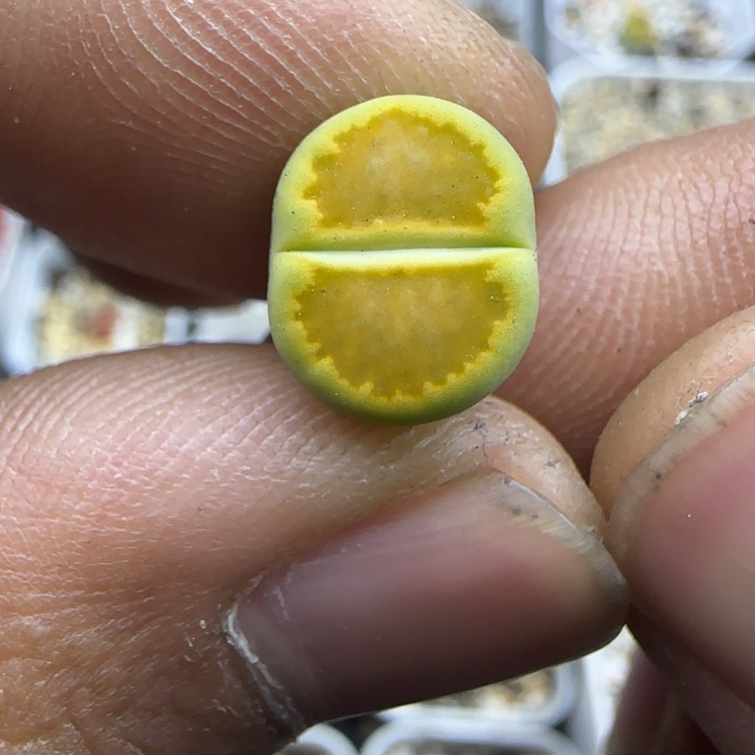 115 生石花大棚直播