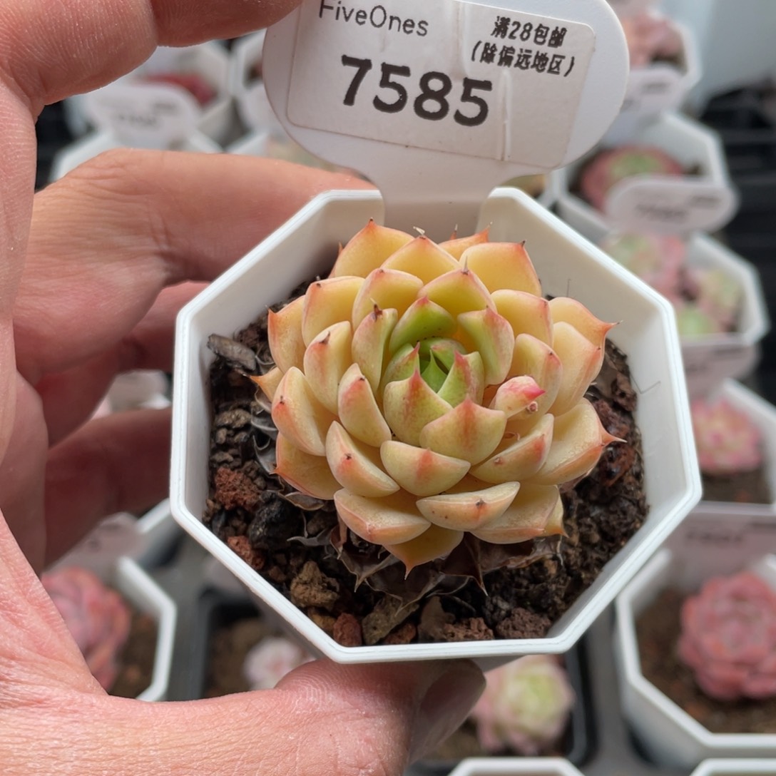 7585苯巴蒂斯4.5厘米