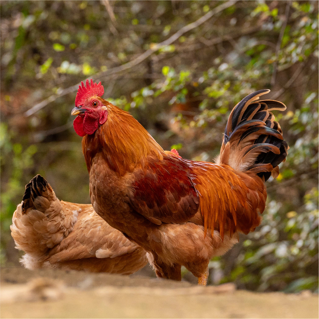 【皖南散养大公鸡】跑山鸡带黄油带内脏顺丰冷链正宗山林鸡坏单包赔