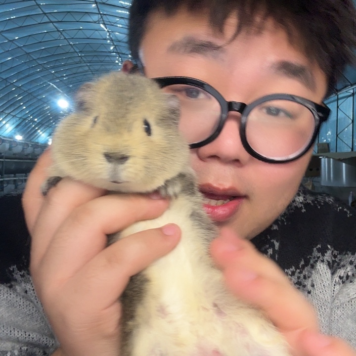 豚鼠次色美泰弟弟一个