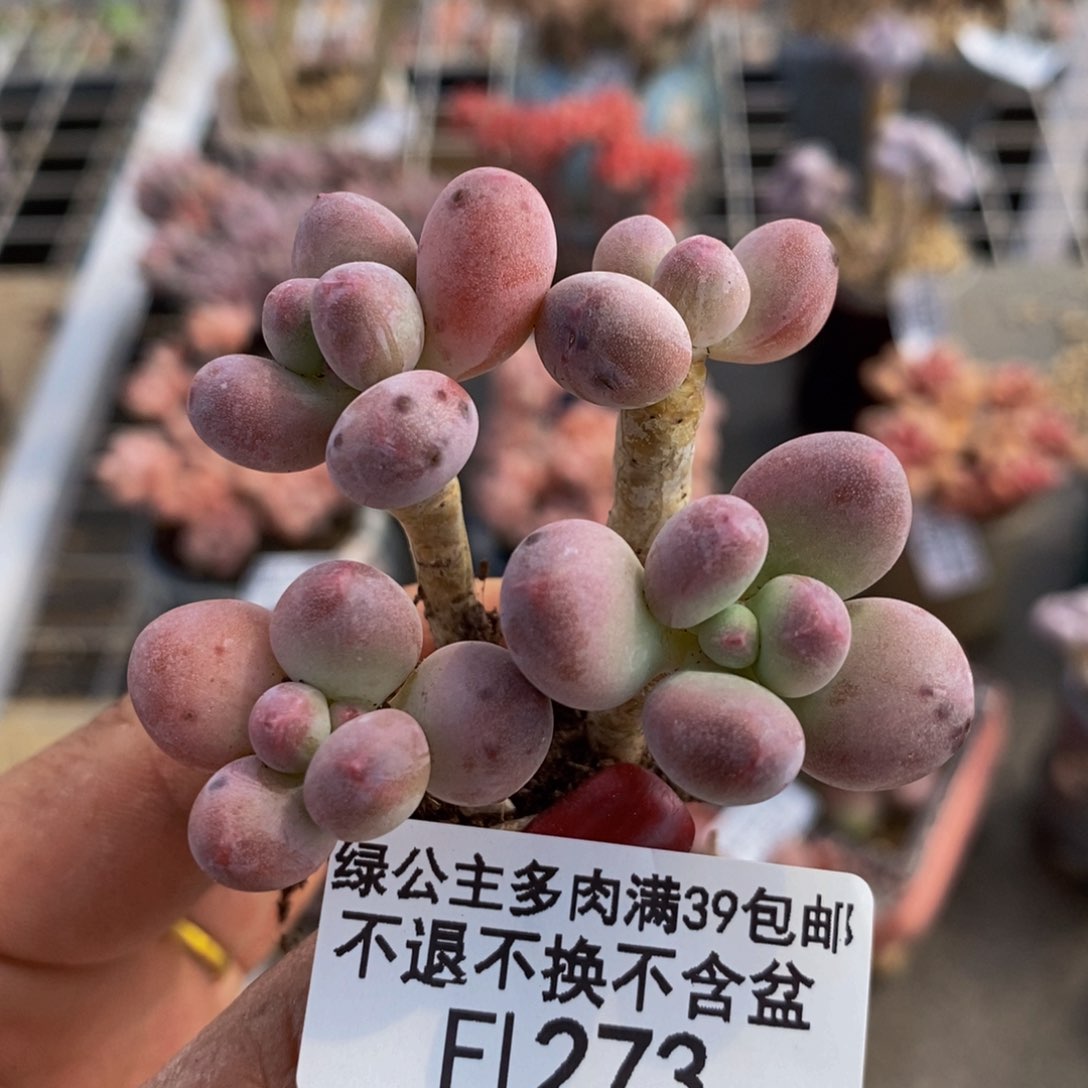 苹果奶273/5cm的肉