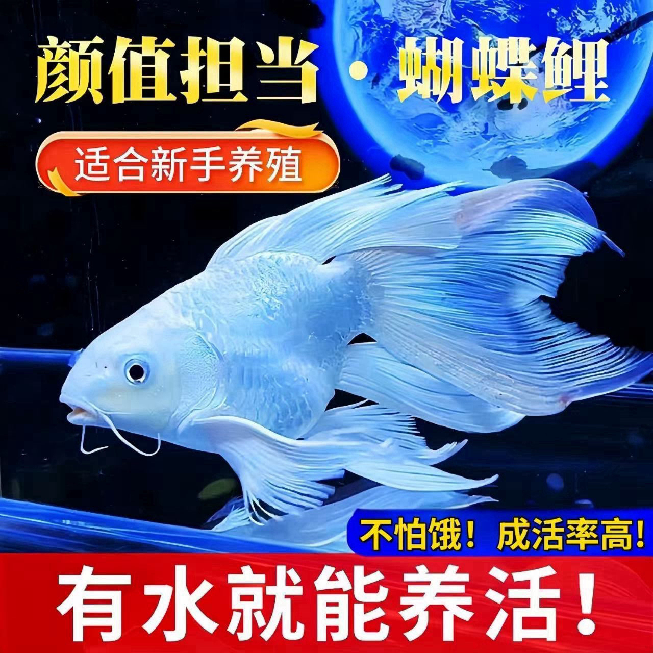 A纯种蝴蝶鲤白短球石膏白大鳍大尾发货11-13公分