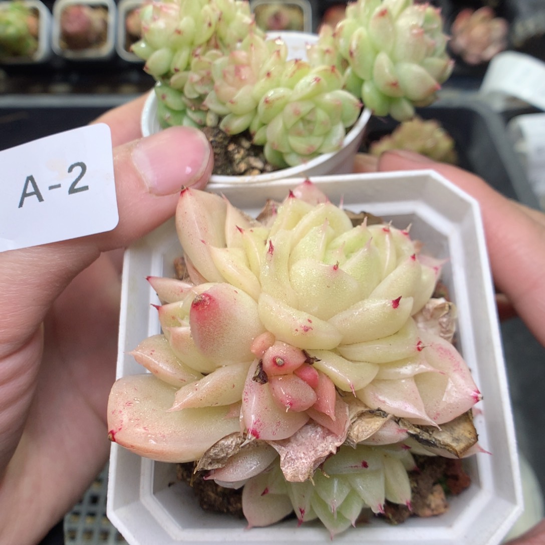 A2y y y y y g y y g y