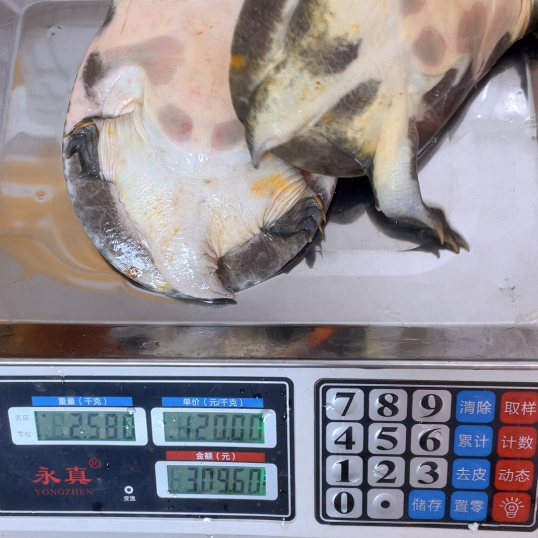 中国大陆鲜活甲鱼顺丰包邮