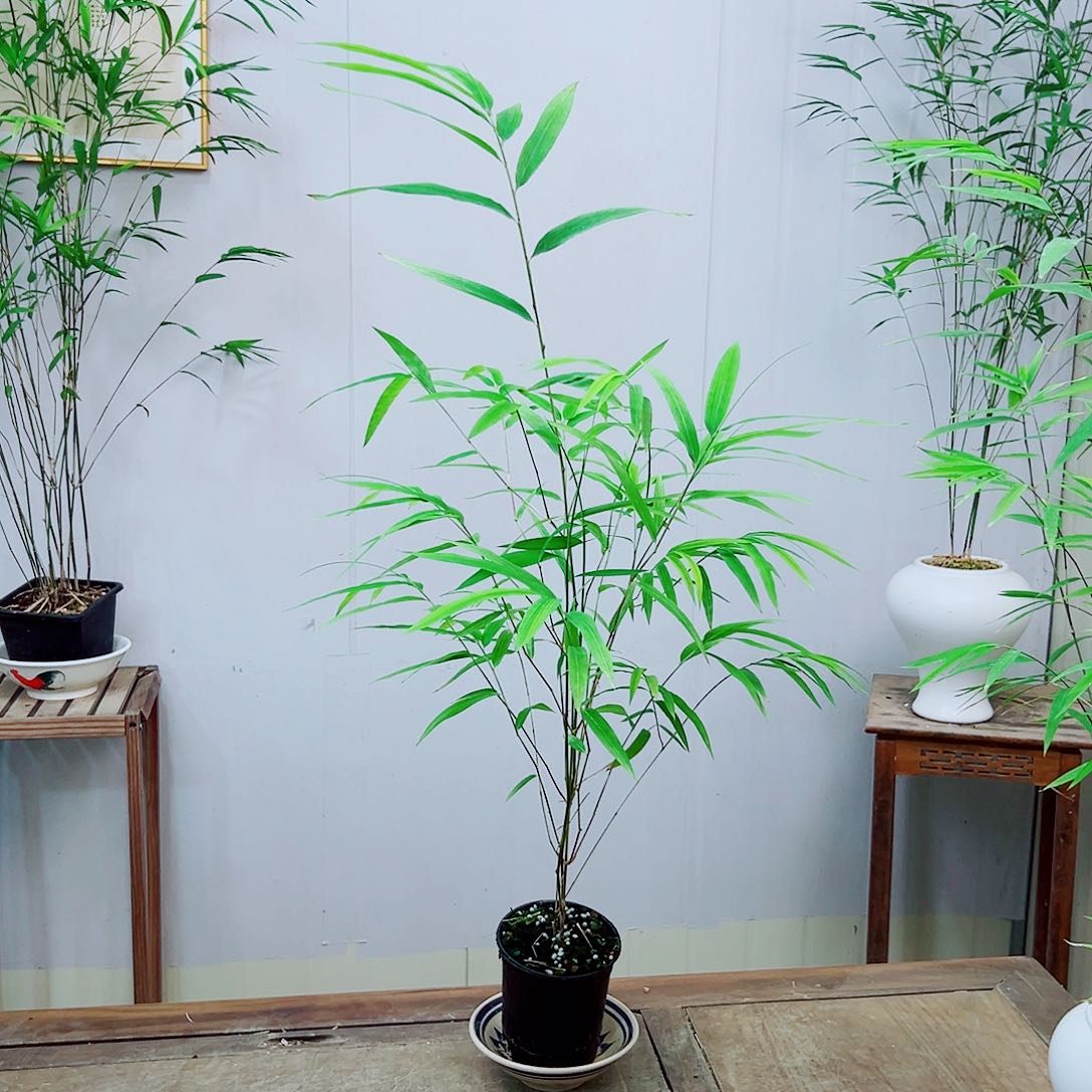 不开花植物内门竹