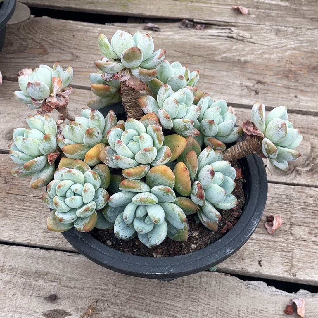 冷香清台子不包断枝不寄养117