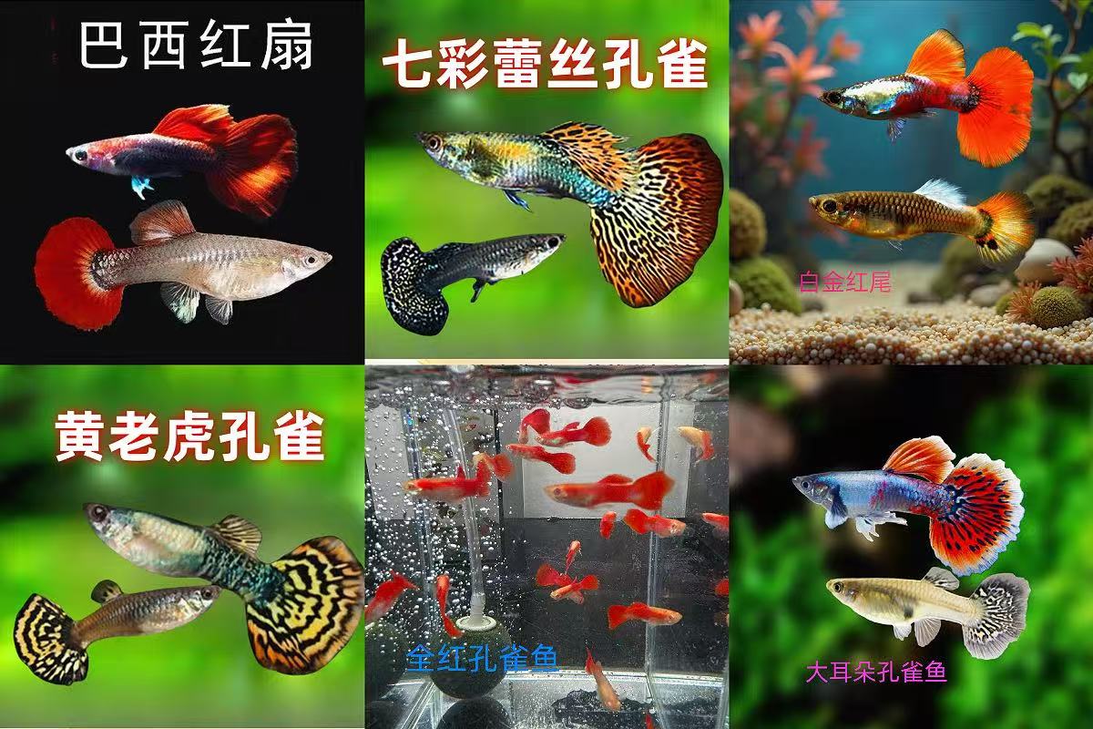 孔雀鱼繁殖淡水观赏鱼