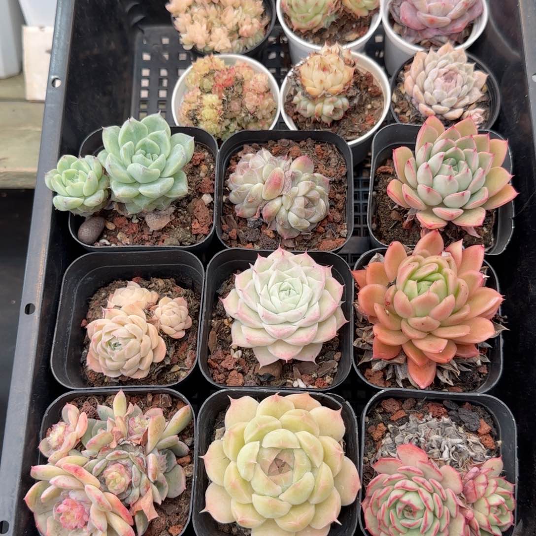 框拍框拍0208-121