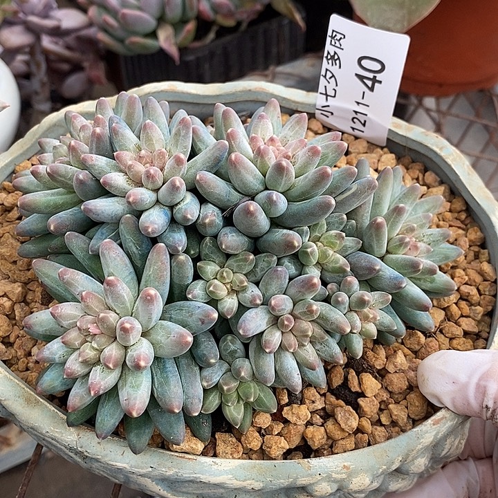 小七夕多肉伊卡鲁斯40特