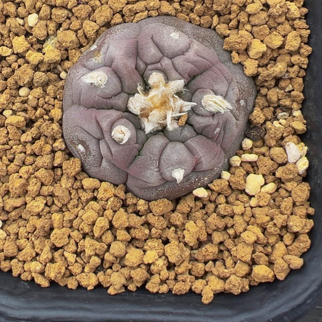 实生根海鲜  紫皮缺水状态