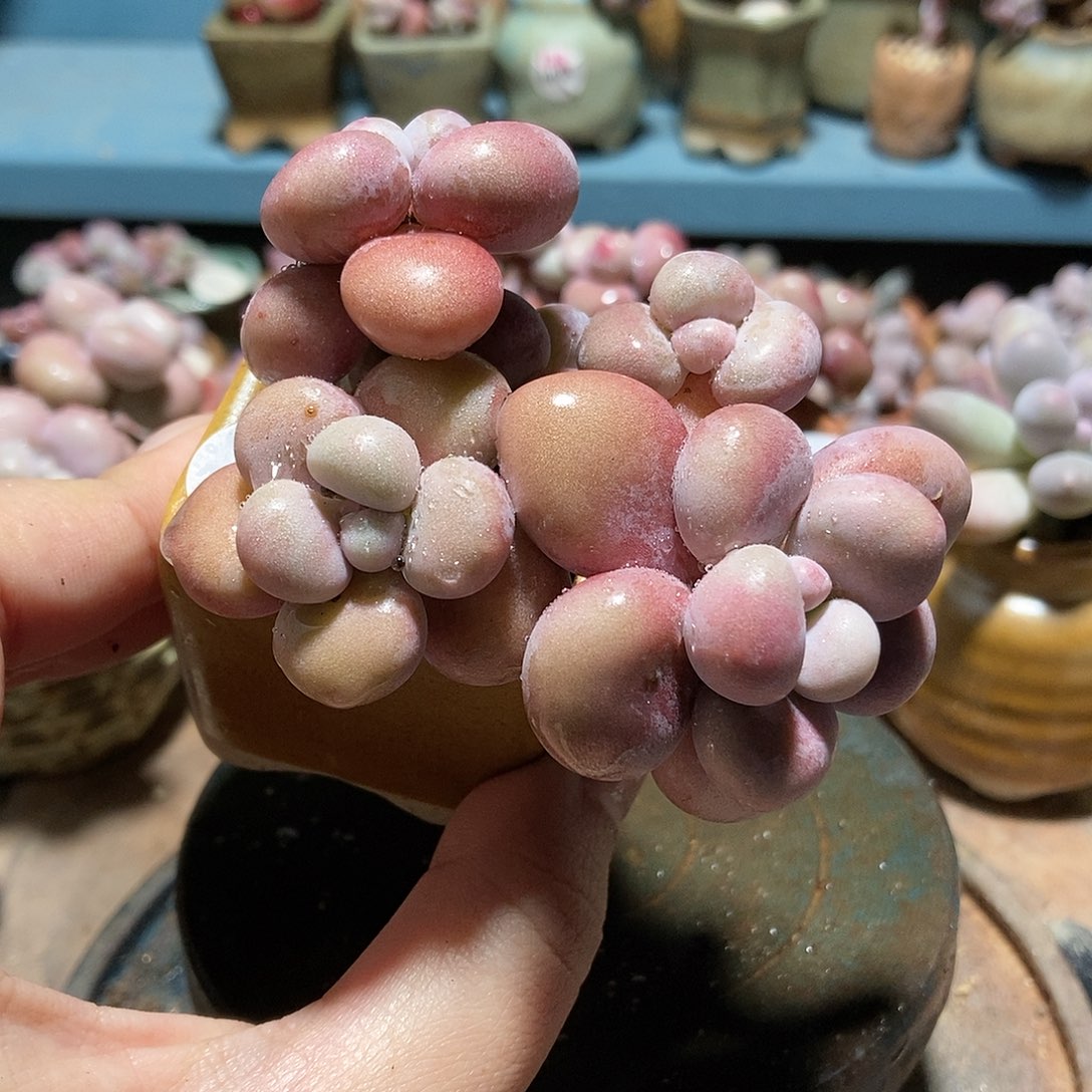 5073糖果腰子蛋带盆土