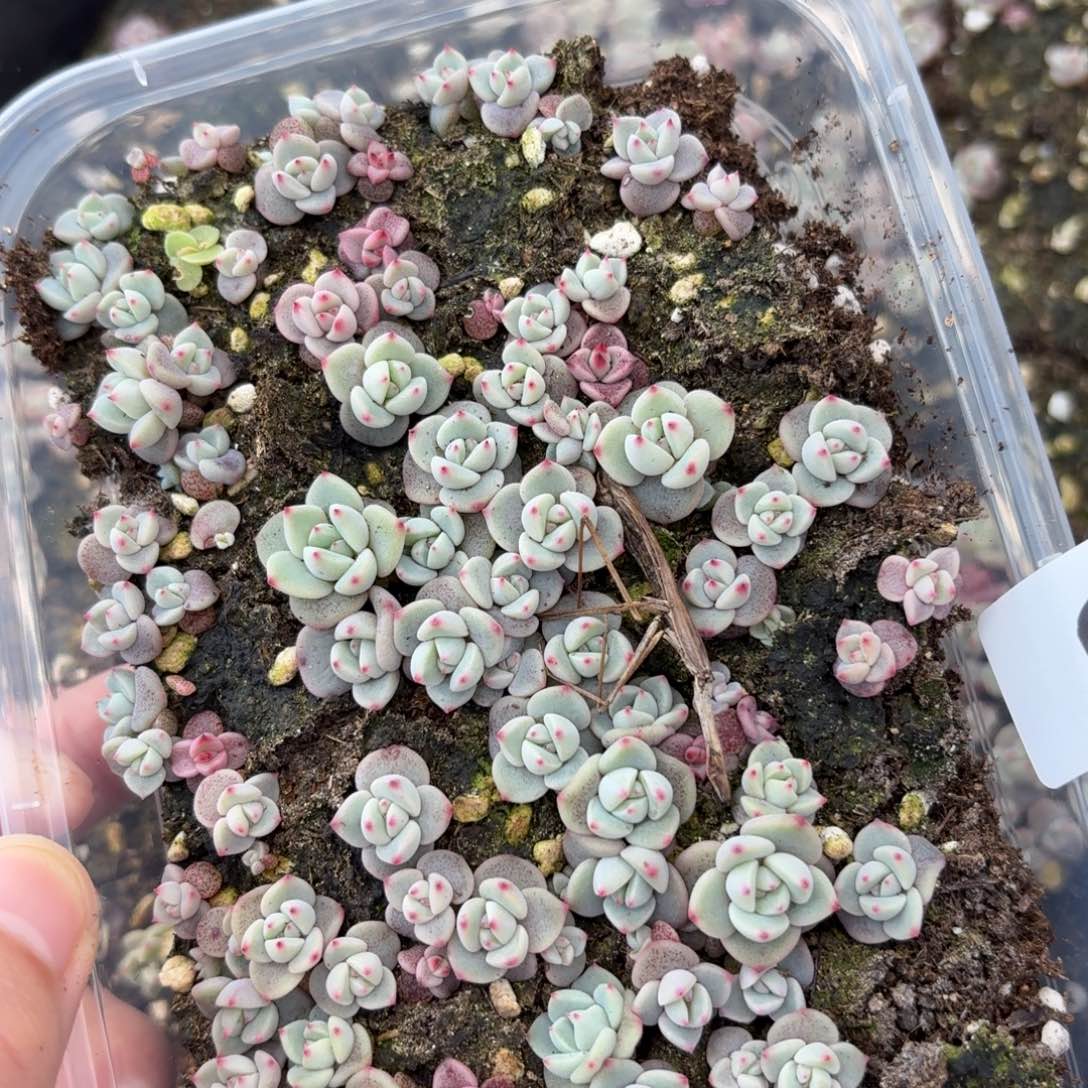 多肉植物多肉植物91